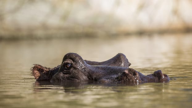 Hippopotamus head in water surface level in Kruger National park, South Africa ; Specie Hippopotamus amphibius family of Hippopotamidae