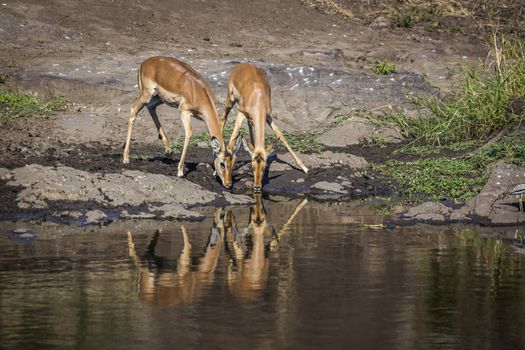 Two Common Impala drinking with reflectioin in Kruger National park, South Africa ; Specie Aepyceros melampus family of Bovidae