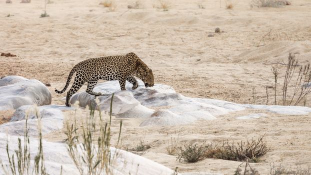 Leopard walking on sandy riverbank in Kruger National park, South Africa ; Specie Panthera pardus family of Felidae