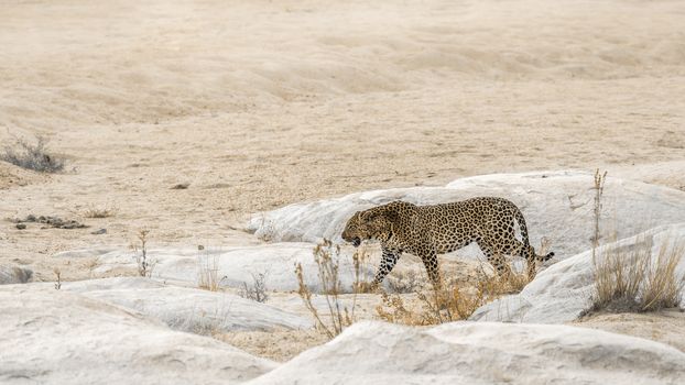 Leopard walking on sandy riverbank in Kruger National park, South Africa ; Specie Panthera pardus family of Felidae