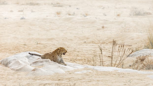 Leopard lying down on a rock in riverbank in Kruger National park, South Africa ; Specie Panthera pardus family of Felidae