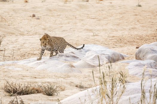 Leopard standing on a rock in riverbank in Kruger National park, South Africa ; Specie Panthera pardus family of Felidae