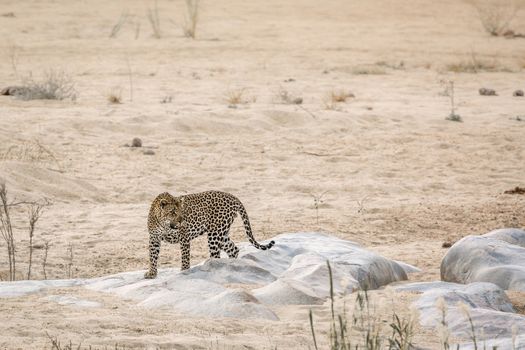 Leopard standing on a rock in riverbank in Kruger National park, South Africa ; Specie Panthera pardus family of Felidae