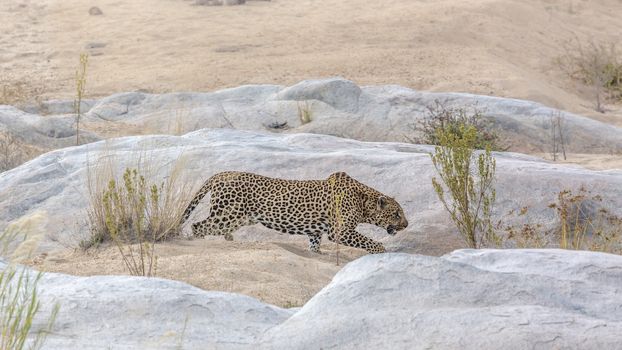 Leopard walking on sandy riverbank in Kruger National park, South Africa ; Specie Panthera pardus family of Felidae