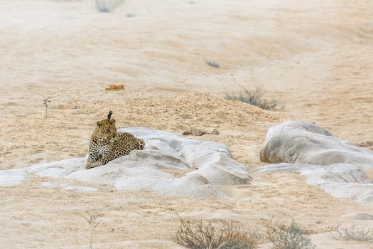 Leopard lying down on a rock in riverbank in Kruger National park, South Africa ; Specie Panthera pardus family of Felidae