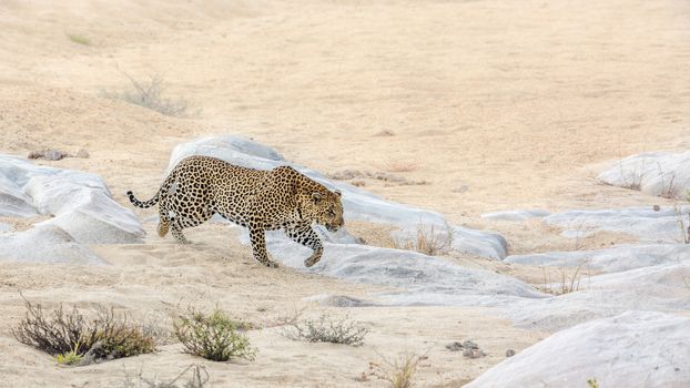 Leopard walking on sandy riverbank in Kruger National park, South Africa ; Specie Panthera pardus family of Felidae