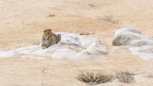 Leopard lying down on a rock in riverbank in Kruger National park, South Africa ; Specie Panthera pardus family of Felidae