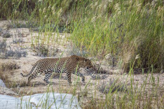 Leopard walking on riverbank in Kruger National park, South Africa ; Specie Panthera pardus family of Felidae