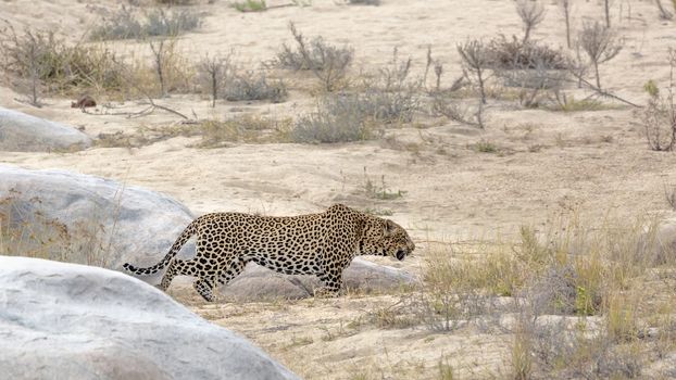 Leopard walking on sandy riverbank in Kruger National park, South Africa ; Specie Panthera pardus family of Felidae