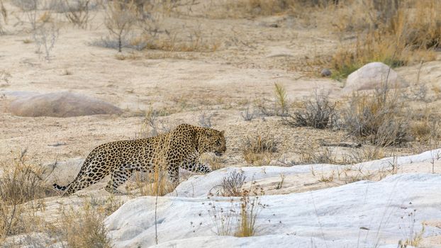 Leopard walking on riverbank in Kruger National park, South Africa ; Specie Panthera pardus family of Felidae