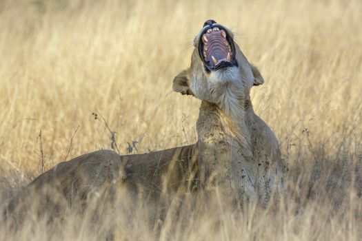 African lioness yawning in Kruger National park, South Africa ; Specie Panthera leo family of Felidae