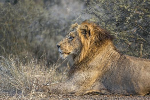 African lion male profile portrait in Kruger National park, South Africa ; Specie Panthera leo family of Felidae