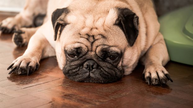 Close up of cute pug dog sleeping on wooden floor at home.