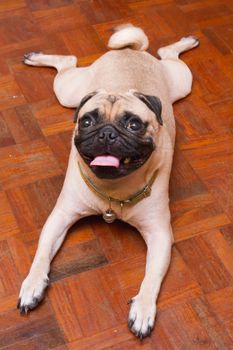 A Pug Dog