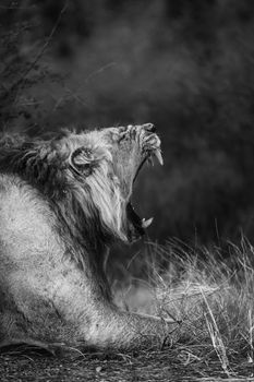 African lion male portrait yawning in Kruger National park, South Africa ; Specie Panthera leo family of Felidae