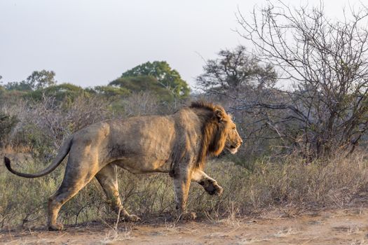 African lion male walking in savannah in Kruger National park, South Africa ; Specie Panthera leo family of Felidae