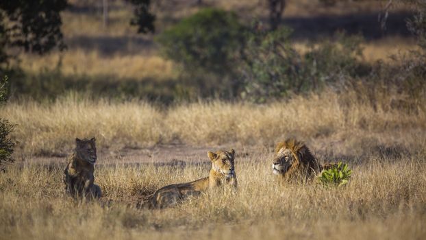 Three African lions lying down in savannah in Kruger National park, South Africa ; Specie Panthera leo family of Felidae