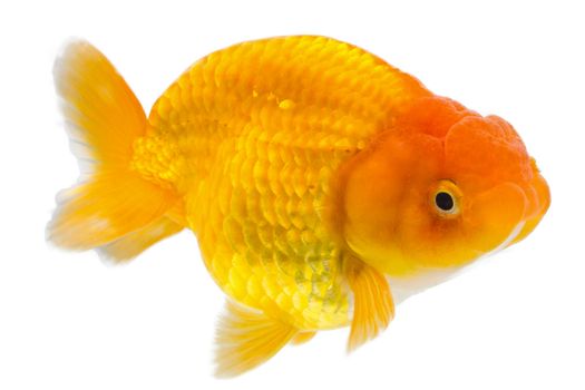 goldfish on white background