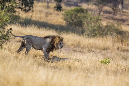 African lion male meeting lioness in savannah in Kruger National park, South Africa ; Specie Panthera leo family of Felidae