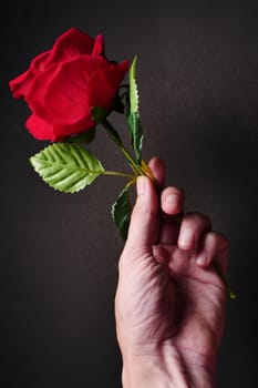 Close up of Male hand holding red rose on black background.