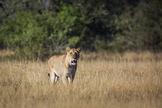 African lioness on hunting mode in savannah in Kruger National park, South Africa ; Specie Panthera leo family of Felidae