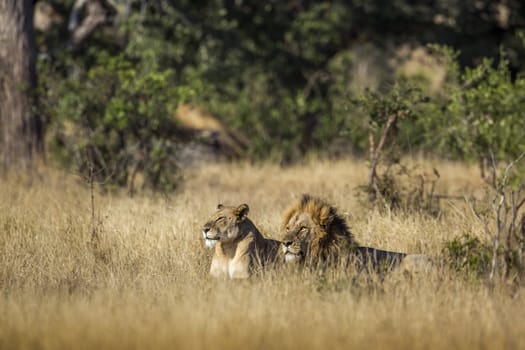 African lion couple lying down in savannah in Kruger National park, South Africa ; Specie Panthera leo family of Felidae