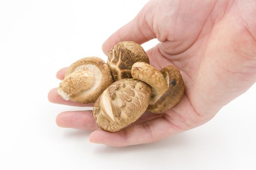 Shiitake mushroom on hand