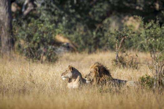 African lion couple lying down in savannah in Kruger National park, South Africa ; Specie Panthera leo family of Felidae