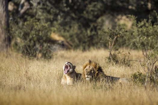 African lion couple lying down in savannah in Kruger National park, South Africa ; Specie Panthera leo family of Felidae