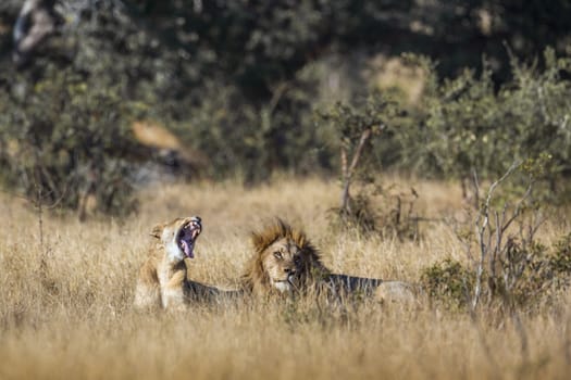 African lion couple lying down in savannah in Kruger National park, South Africa ; Specie Panthera leo family of Felidae