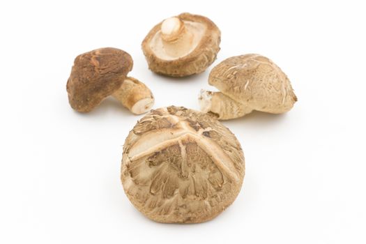 Shiitake mushroom on the White background