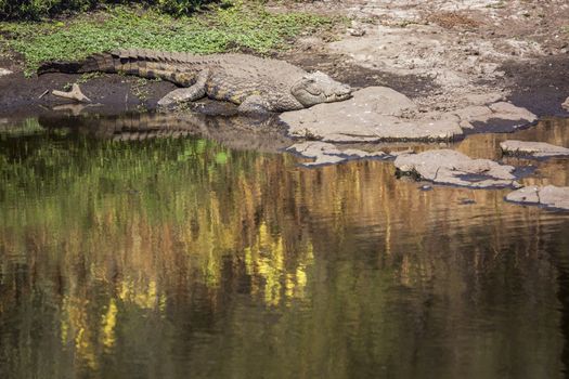 Nile crocodile standing on water side in Kruger National park, South Africa ; Specie Crocodylus niloticus family of Crocodylidae