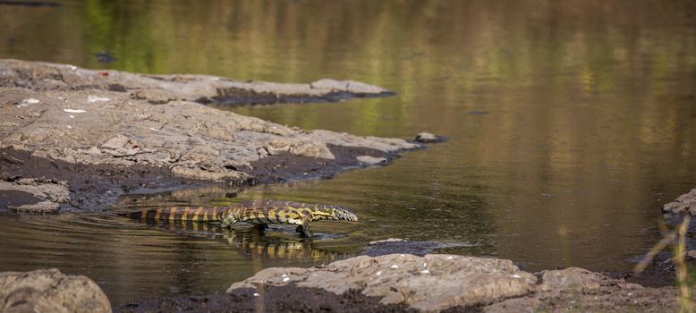 Nile monitor walking in water with reflection in Kruger National park, South Africa ; Specie Varanus niloticus family of Varanidae