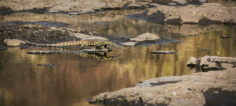 Nile monitor walking in water with reflection in Kruger National park, South Africa ; Specie Varanus niloticus family of Varanidae