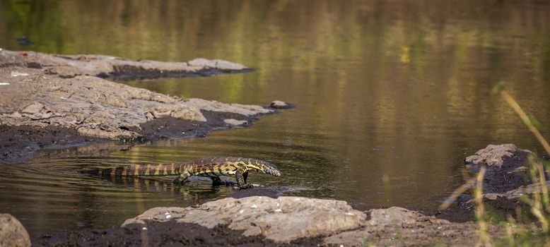 Nile monitor walking in water with reflection in Kruger National park, South Africa ; Specie Varanus niloticus family of Varanidae