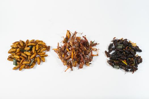 Fried insects. Protein rich food