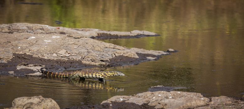 Nile monitor walking in water with reflection in Kruger National park, South Africa ; Specie Varanus niloticus family of Varanidae