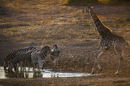 Group o f Plains zebras and giraffe drinking in waterhole at dawn in Kruger National park, South Africa ; Specie Equus quagga burchellii family of Equidae