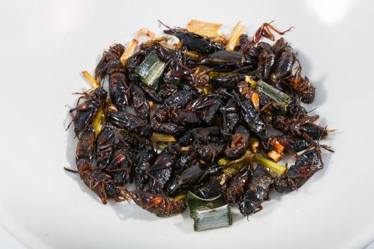 Fried insects. Protein rich food