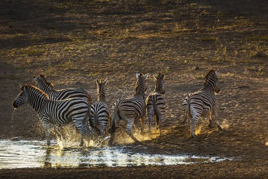 Group o f Plains zebras running away in waterhole at dawn in Kruger National park, South Africa ; Specie Equus quagga burchellii family of Equidae