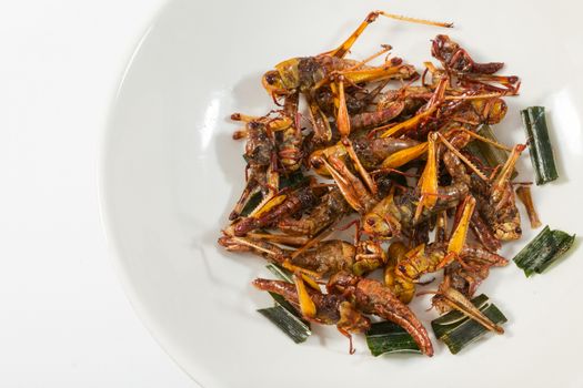 Fried insects. Protein rich food