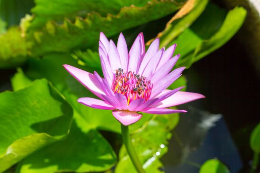 blossom lotus flower with bee