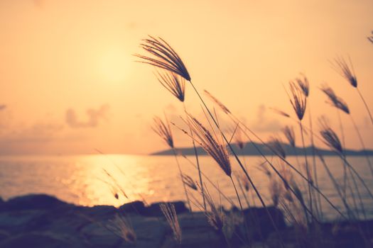 Sunset at the seaside with grass in the foreground .Image has a vintage effect applied.