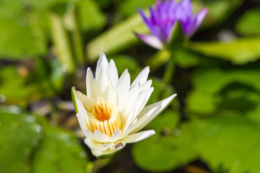 blossom lotus flower