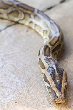 Close up of Boa Constrictor snake.