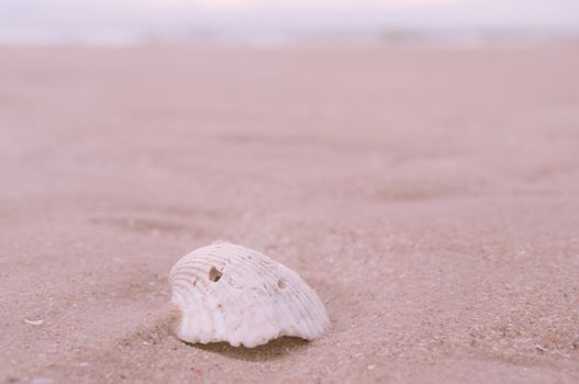 Shell and Sand.Vintage filter.