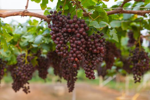 Fresh organic grape on vine branch