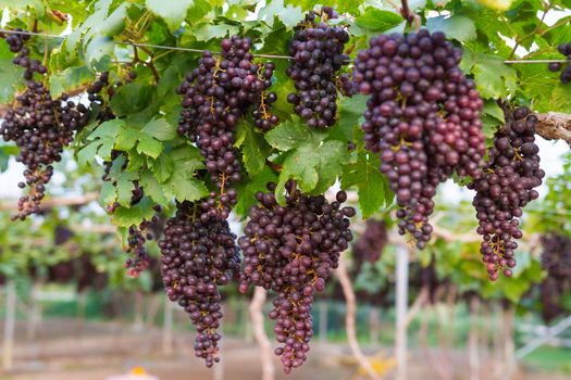 Fresh organic grape on vine branch