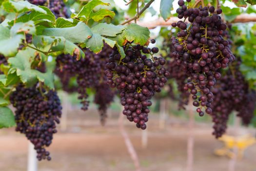 Fresh organic grape on vine branch