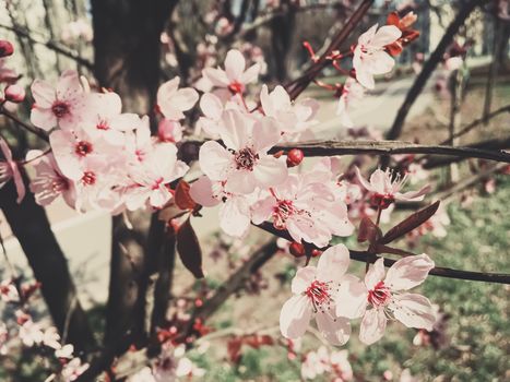 Vintage background of apple tree flowers bloom, floral blossom in sunny spring